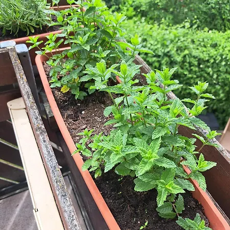 アパート Relax Seenaehe Zum Kulkwitzer Markranstädt