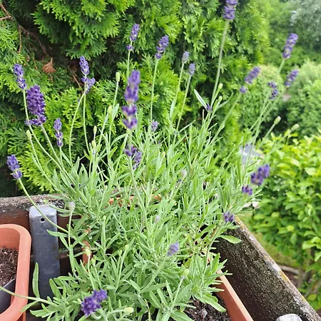 アパート Relax Seenaehe Zum Kulkwitzer