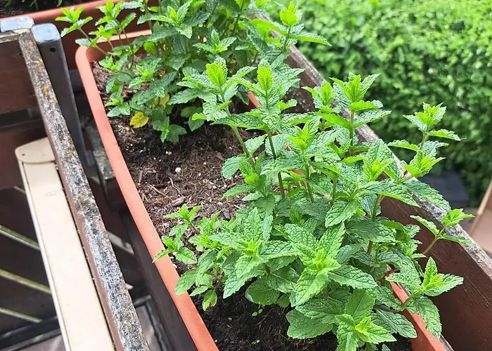 Daire Relax Seenaehe Zum Kulkwitzer Markranstädt