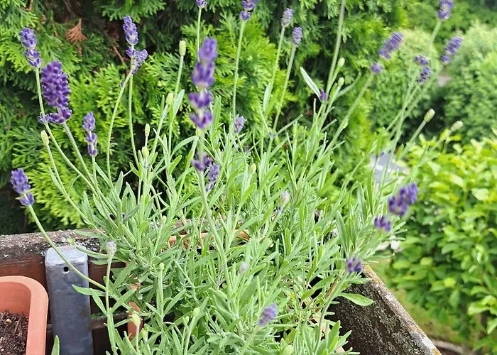 Daire Relax Seenaehe Zum Kulkwitzer